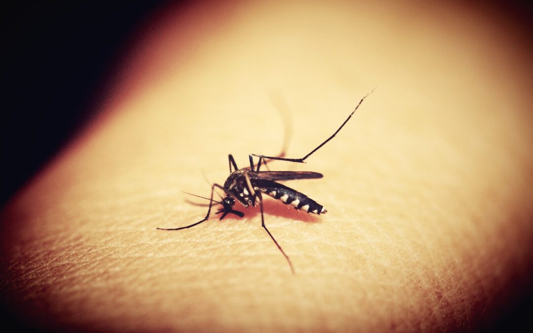 Impfung Dengue-Fieber